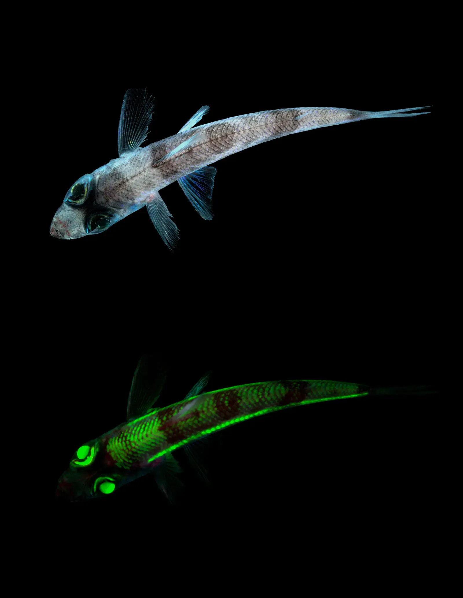 #1 - Nobody Actually Knows How Many Fish Live on the Ocean Floor's Edge (Two files from NOAA Photo Library:First picture
Second picture, Public domain)