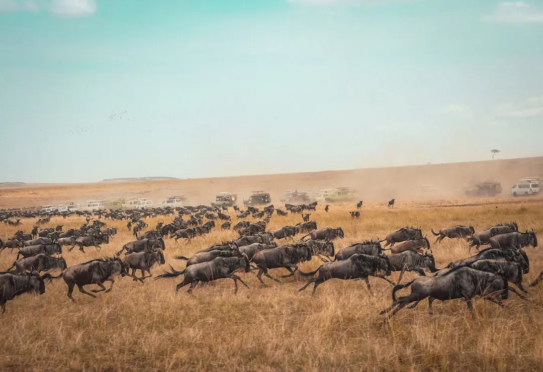 What Animal Migration Actually Means (Image Credits: Unsplash)