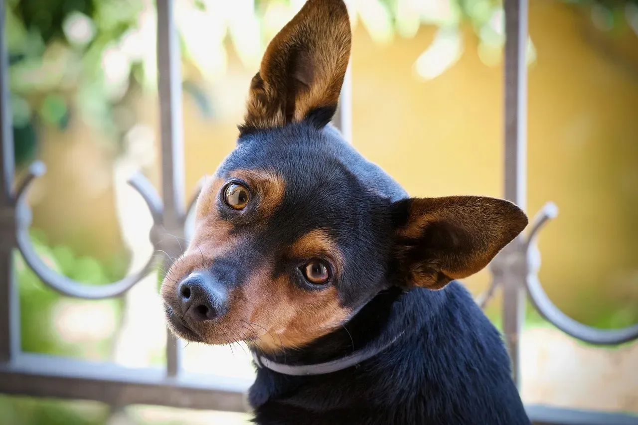 Why Your Dog’s Ears Snap to Your Voice (Image Credits: Pixabay)