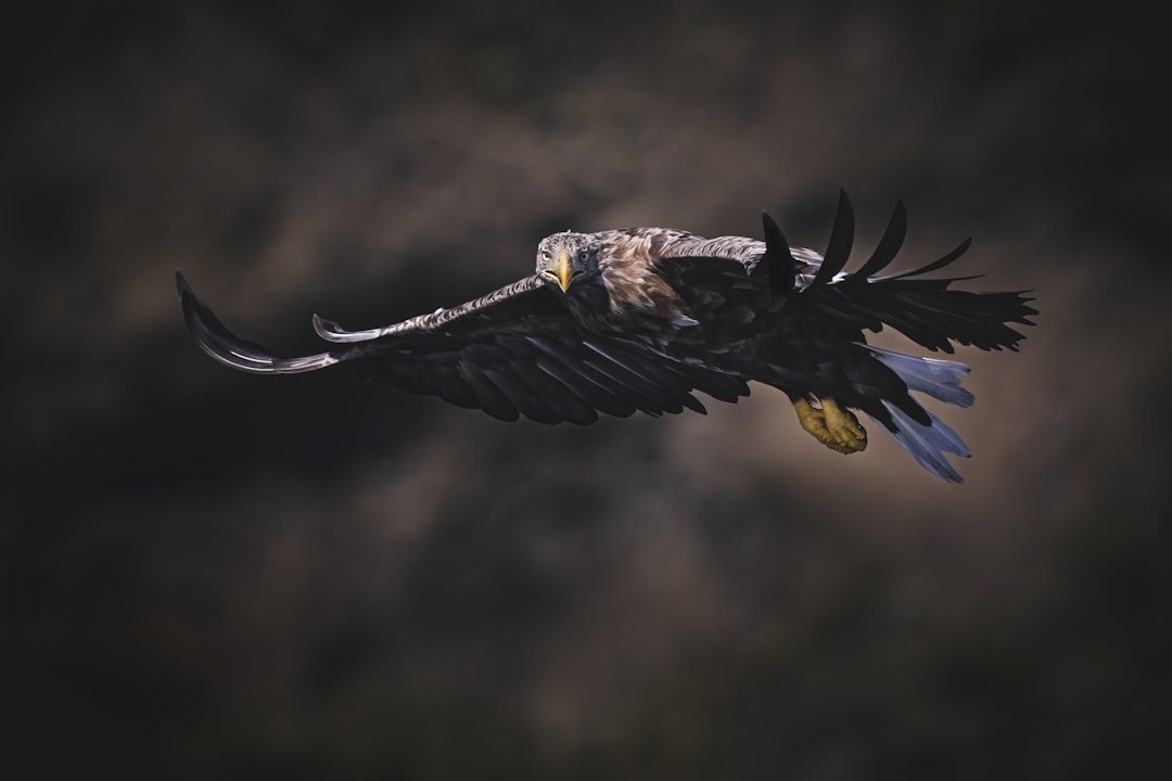 Wires, Wind, and Wildfires: Modern Hazards in a Fragmented West (Image Credits: Unsplash)