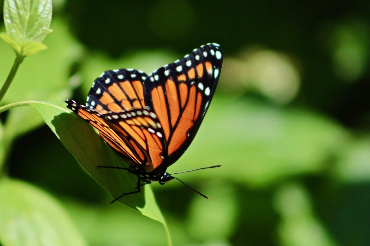 The Butterfly: Transformation Master Struggling With Stability (Image Credits: Pixabay)