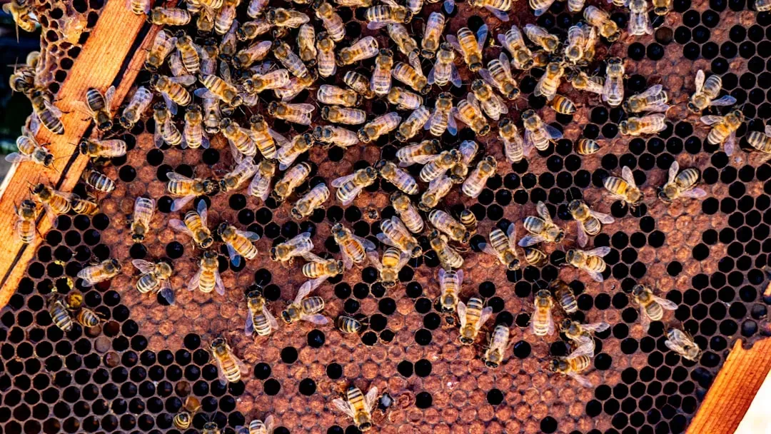 Bees That Count, Navigate With Maps, And Make Group Decisions (Image Credits: Unsplash)