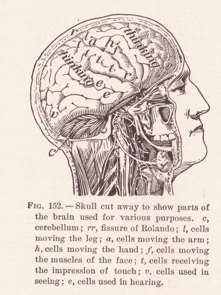 Taking It Personally: Small Steps for a Growing Brain (Image Credits: Wikimedia)