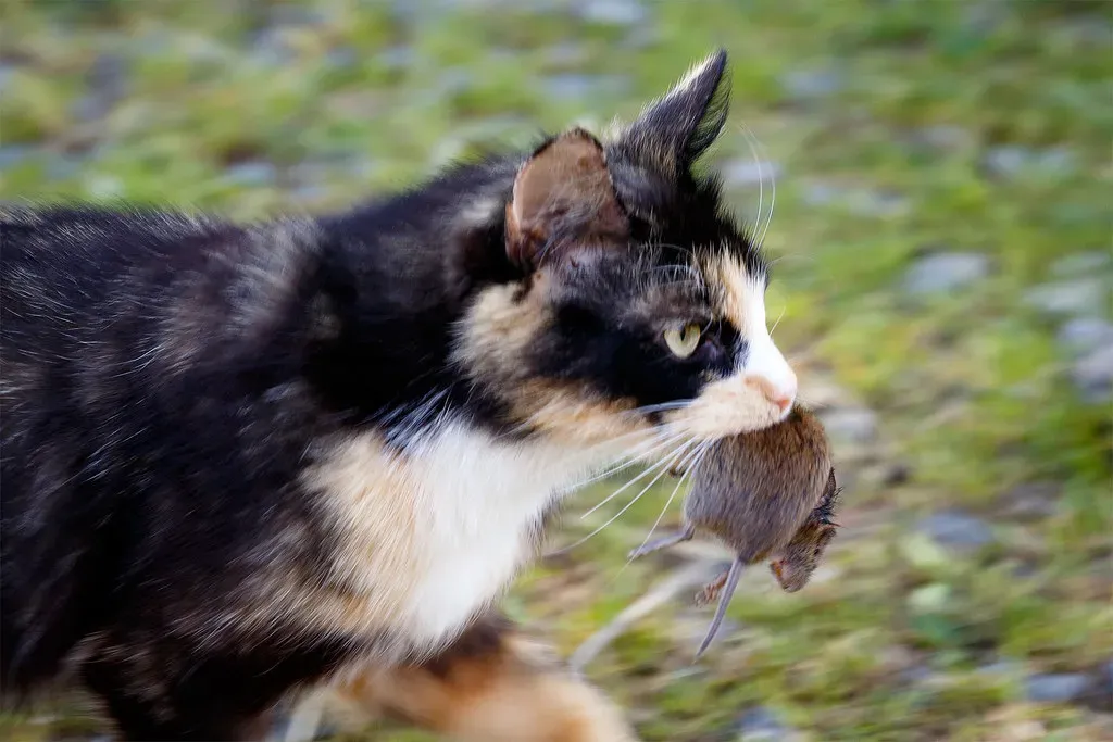 How Feline Instincts Turn You Into the “Helpless Hunter” (Stig Nygaard, Flickr, CC BY 2.0)