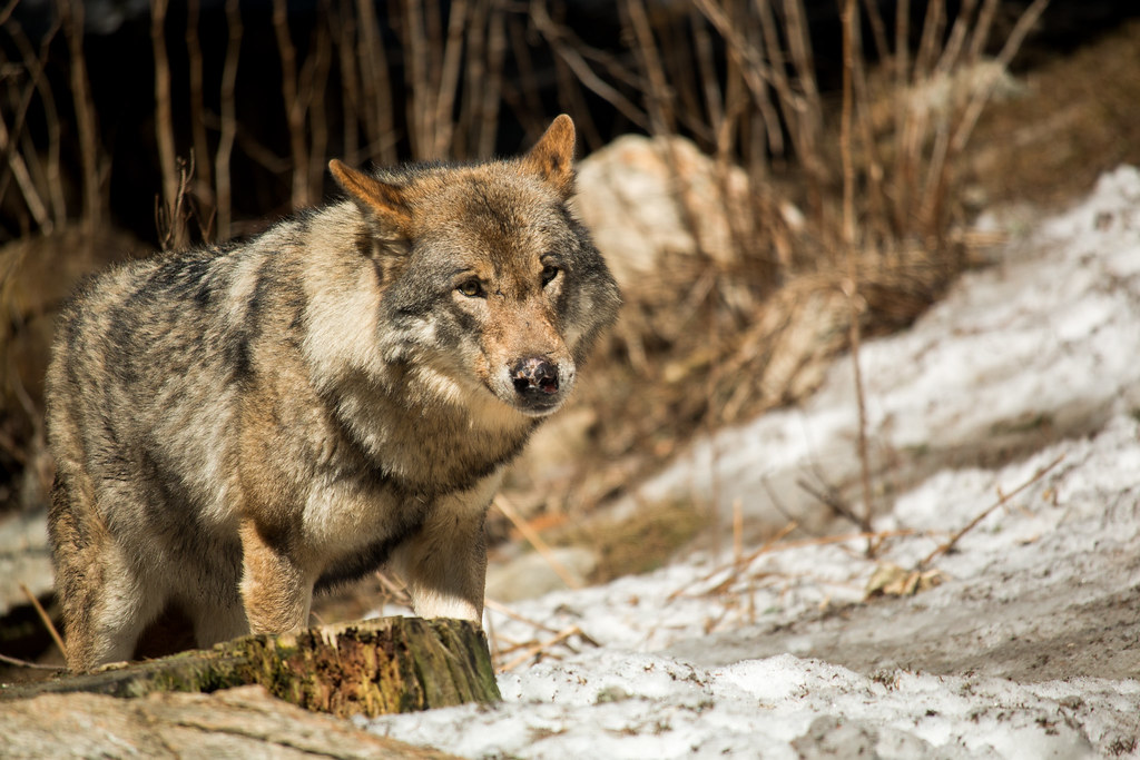 The Wolf: Strategic Leadership and Loyalty (Image Credits: Flickr)