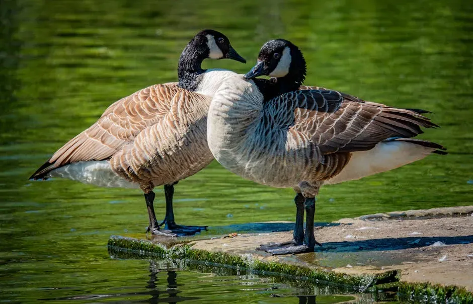 4. Geese Form Strong Pair Bonds and Lifelong Loyalty (Image Credits: Pexels)