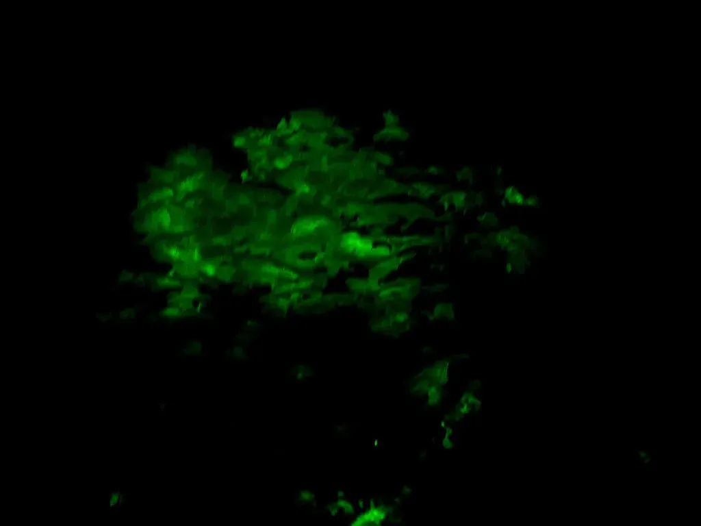 8. Fungi and Even Some Land Plants Can Glow Too (Bernard DUPONT, Flickr, CC BY-SA 2.0)