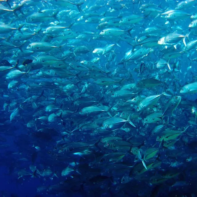13. Mesopelagic Migration Swarms That Act Like a Single Moving Organism (Image Credits: Pexels)