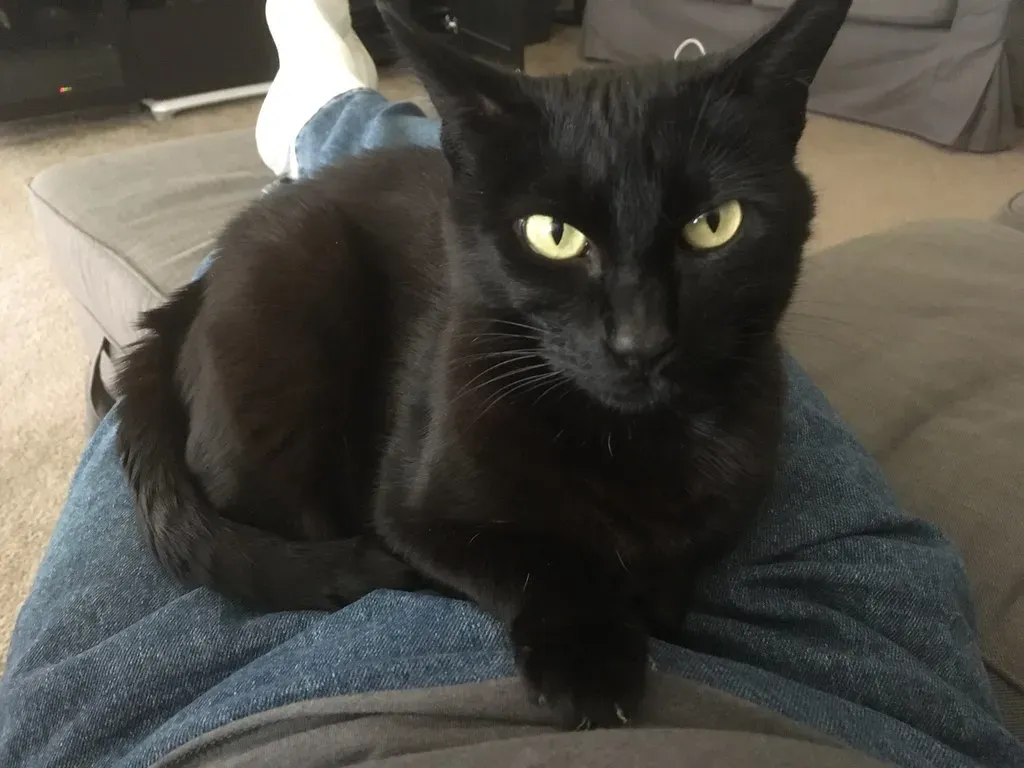 Scorpio – The Bombay: Intense, Mysterious, and Magnetic (Image Credits: Flickr)