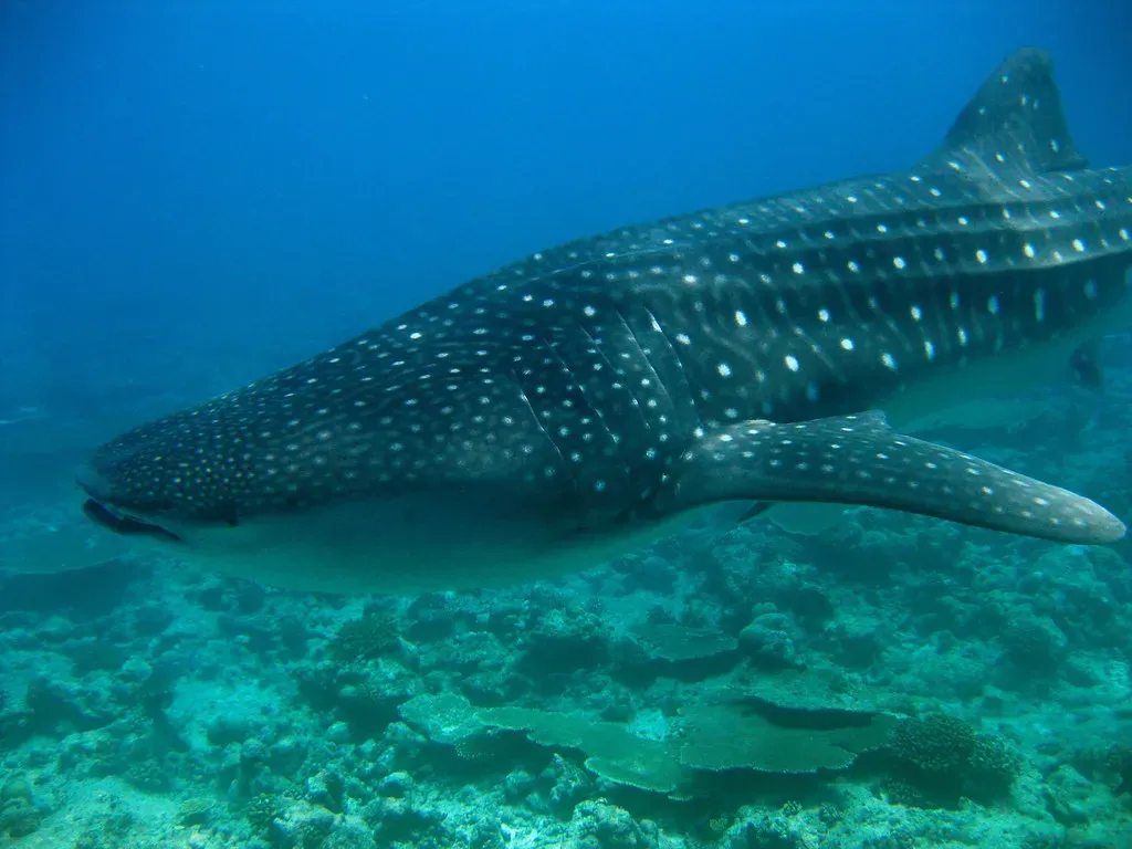 4. They Are Deep Divers That Vanish Into The Twilight And Beyond (Christian Steen, Flickr, CC BY 2.0)