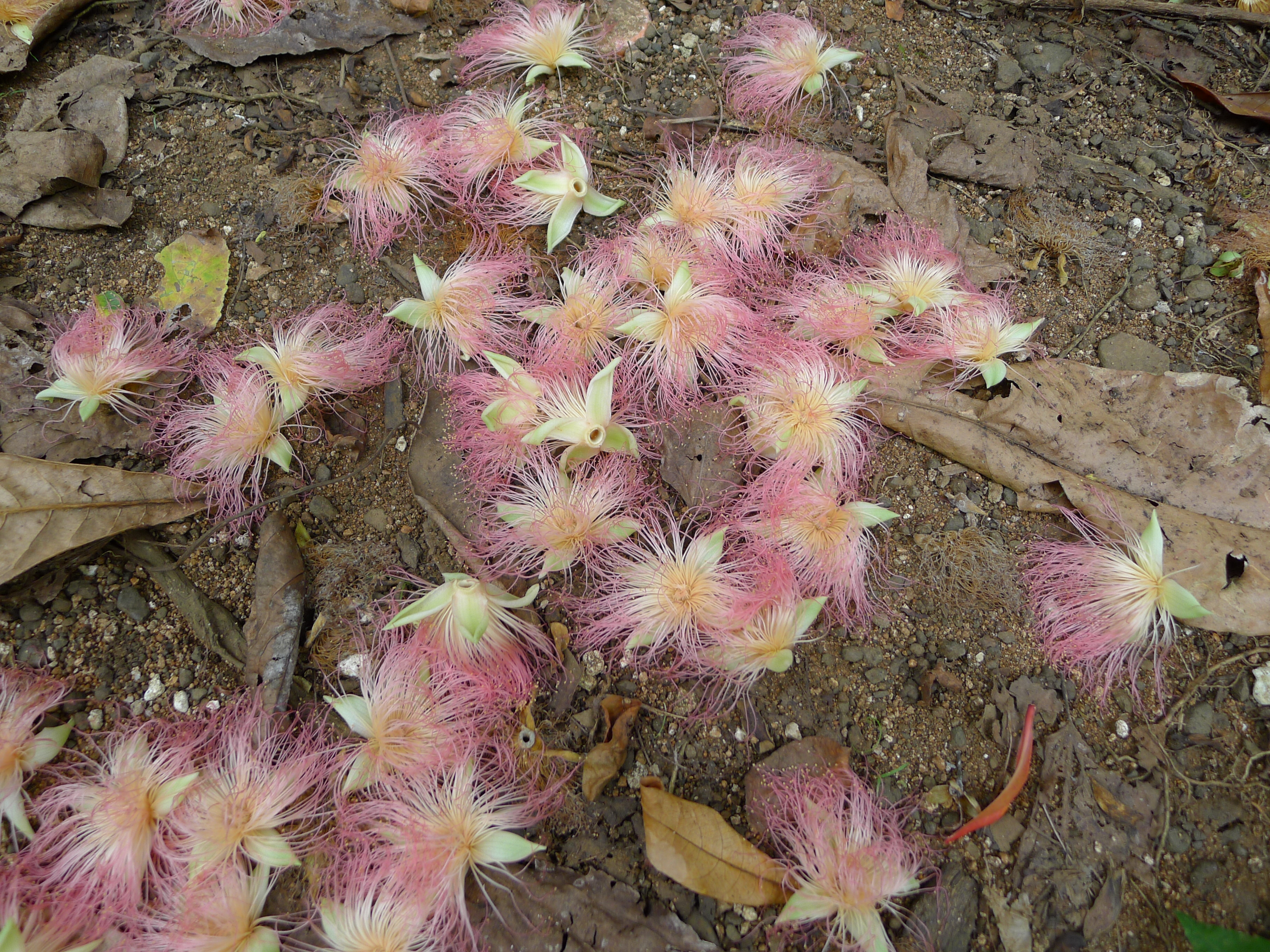 The Spring Unraveling (Image Credits: Wikimedia)