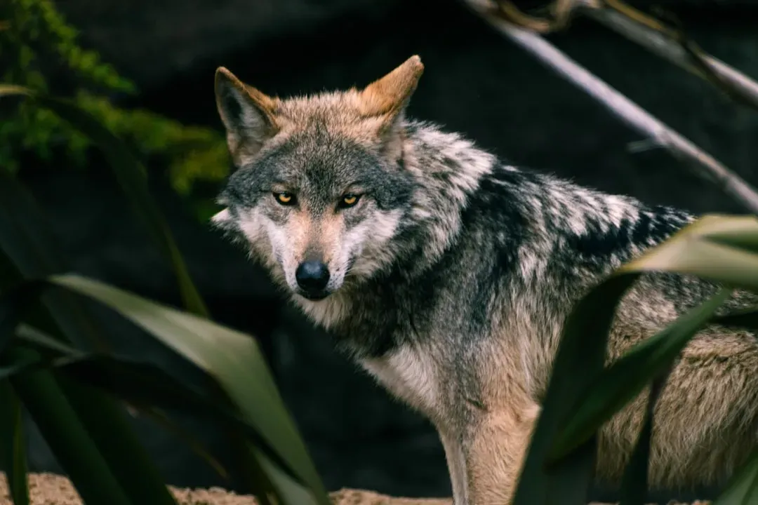 4. Mexican Gray Wolf: Lean Bodies and Long-Distance Roaming in Rugged Terrain (Image Credits: Unsplash)