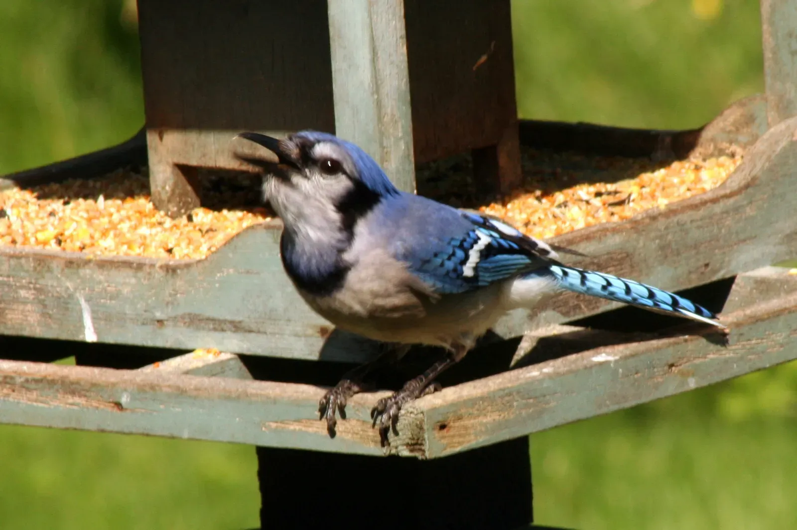 How You Can See This Behavior In Your Own Backyard (Blue Jay_6700, CC BY 2.0)