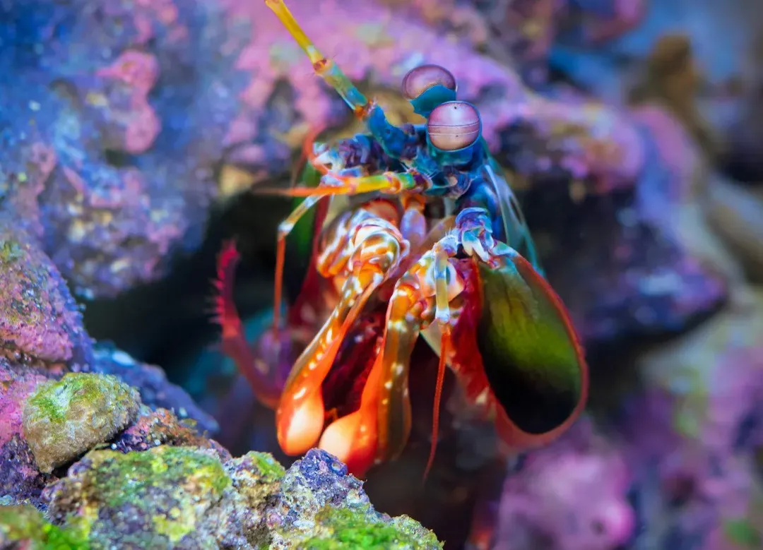 Mantis Shrimp: Eyes That Put Science Fiction to Shame (Image Credits: Unsplash)