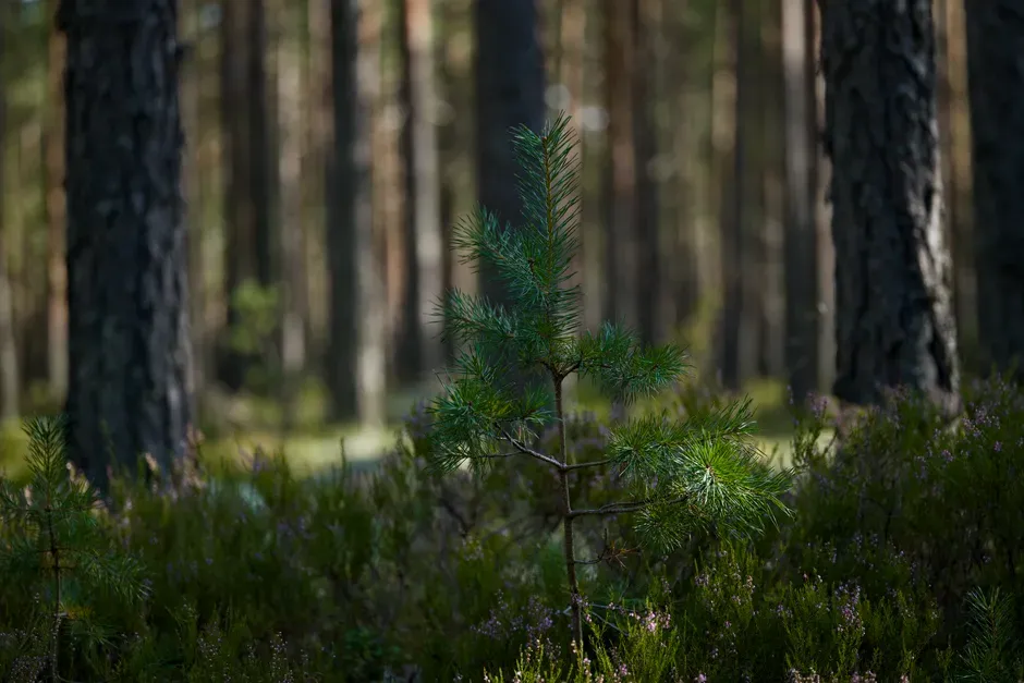 14. Forest Regrowth In Abandoned Lands And Rewilded Estates (Image Credits: Pexels)