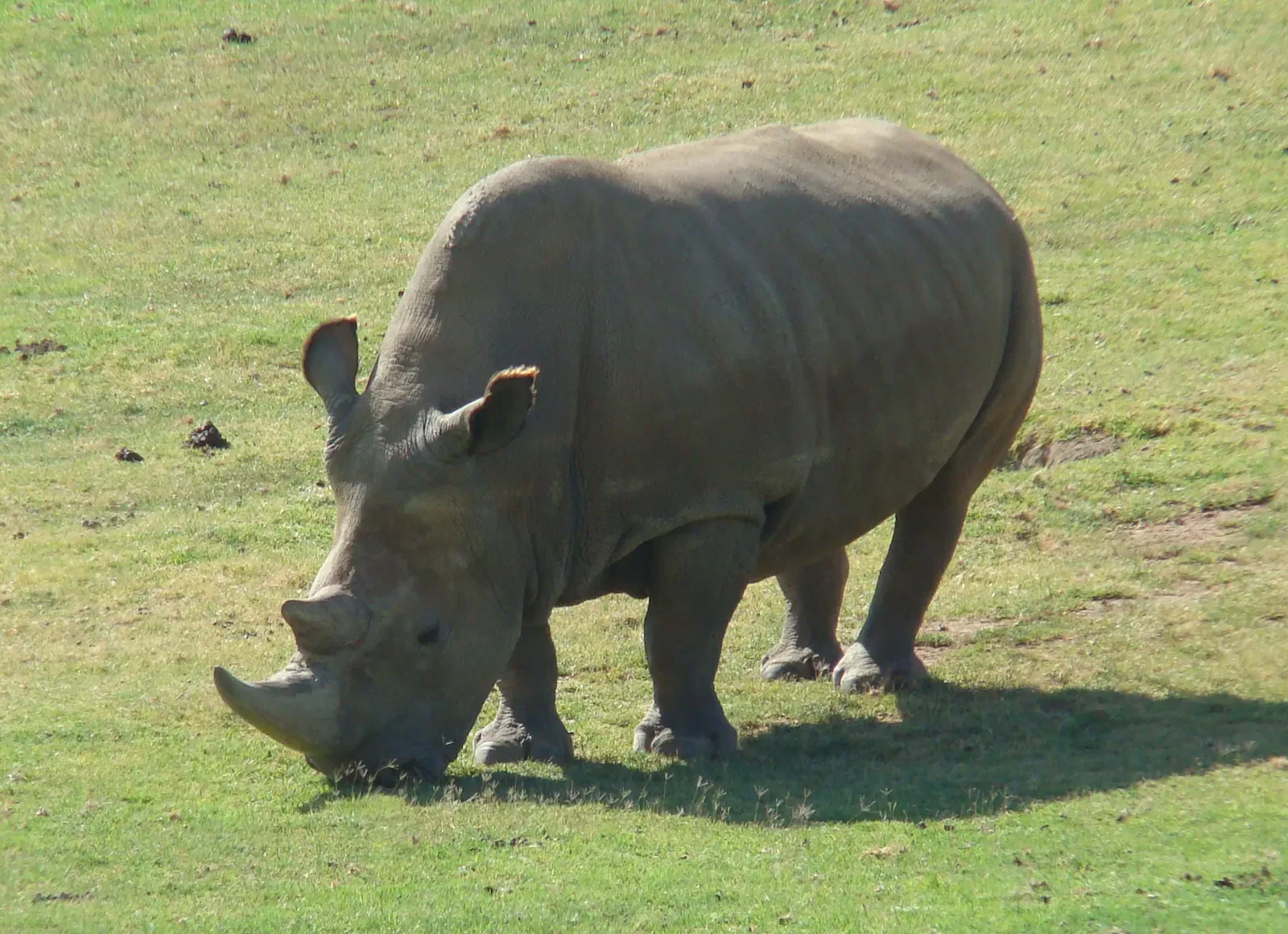 #2 - Northern White Rhinoceros (By Sheep81, Public domain)