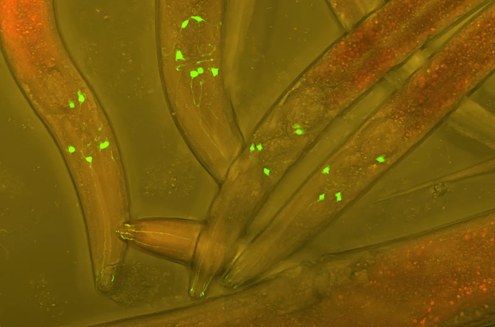 #9 - We Don't Even Fully Understand a Worm's Brain (By Heiti Paves, CC BY-SA 3.0)
