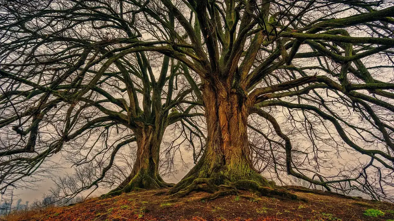 How You Can Help Protect These Quiet Giants (Image Credits: Pixabay)