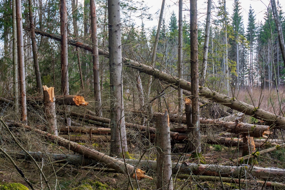 Threats to Ancient Clonal Forests (Image Credits: Unsplash)