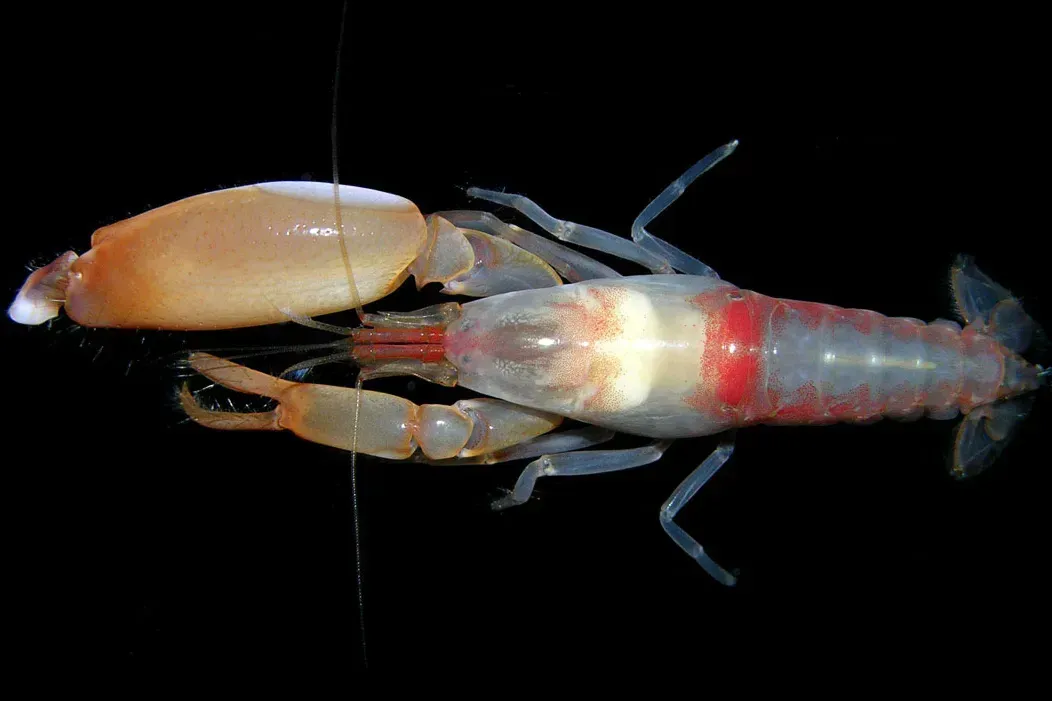 Pistol Shrimp: Creatures That Shoot Sonic Bubbles (Image Credits: Wikimedia)
