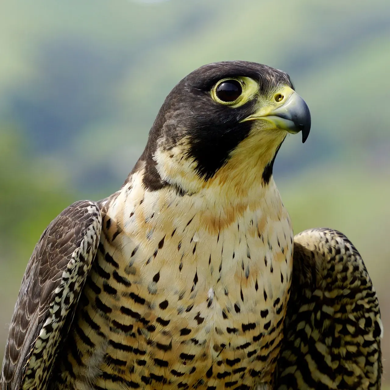 Peregrine Falcons: Nature's Living Missiles (Image Credits: Pixabay)