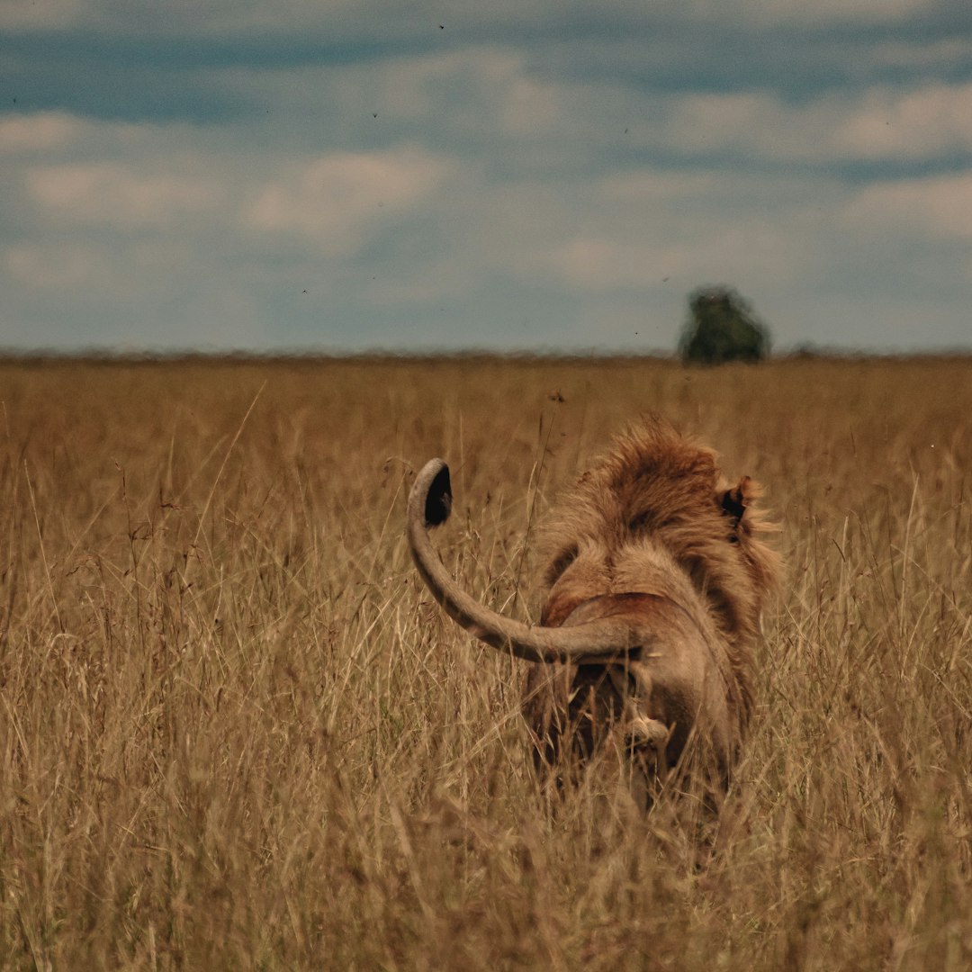 Leo - The Savanna Stage (Image Credits: Unsplash)