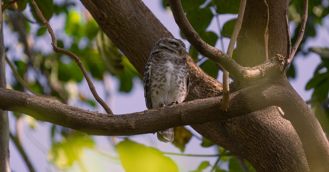 The Mighty Owl: Earth's Wise Sentinel (Image Credits: Unsplash)