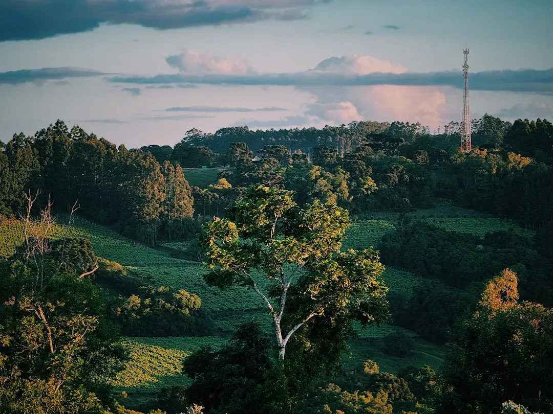 Global Perspectives and Surprising Forest Behaviors (Image Credits: Unsplash)