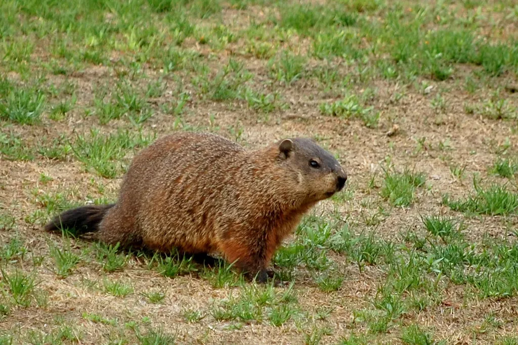 Indiana: Quiet Fields, Busy Groundhogs (John Vetterli, Flickr, CC BY-SA 2.0)