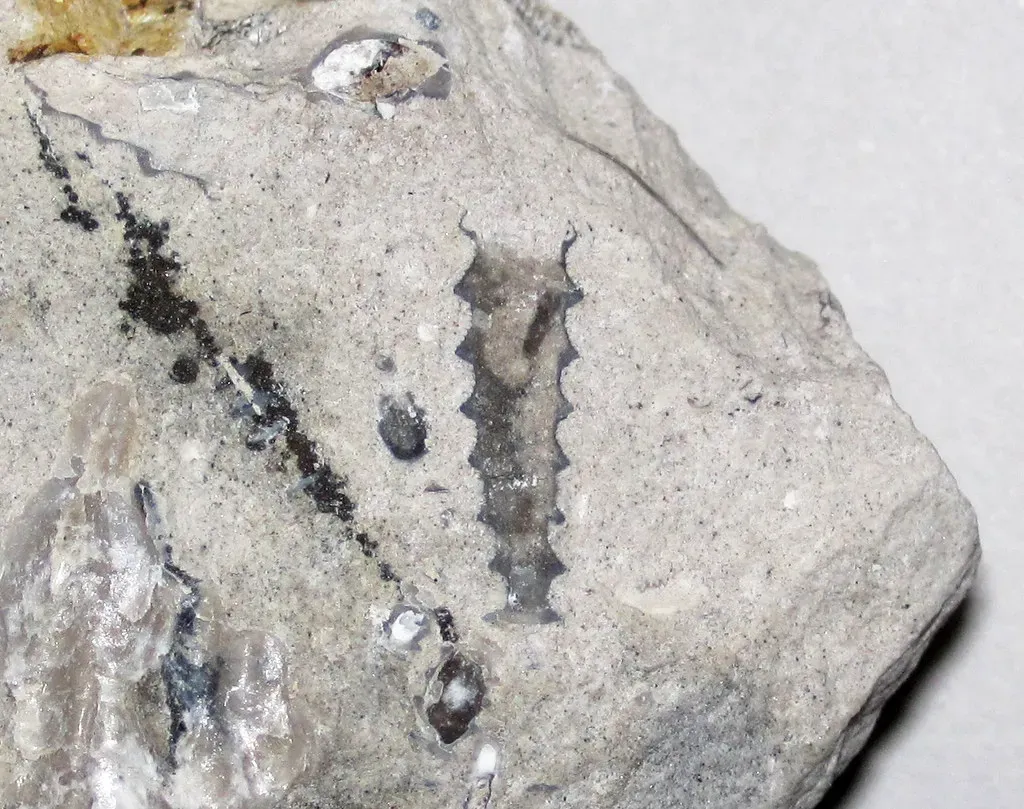 #4 - Fossil "Problematic" Creatures That Defy Classification (James St. John, Flickr, CC BY 2.0)