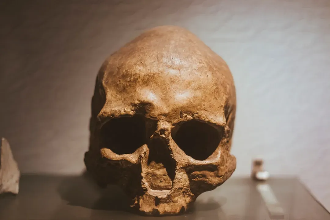 #4 - Homo Sapiens' Birth Certificate Keeps Getting Older (Image Credits: Unsplash)