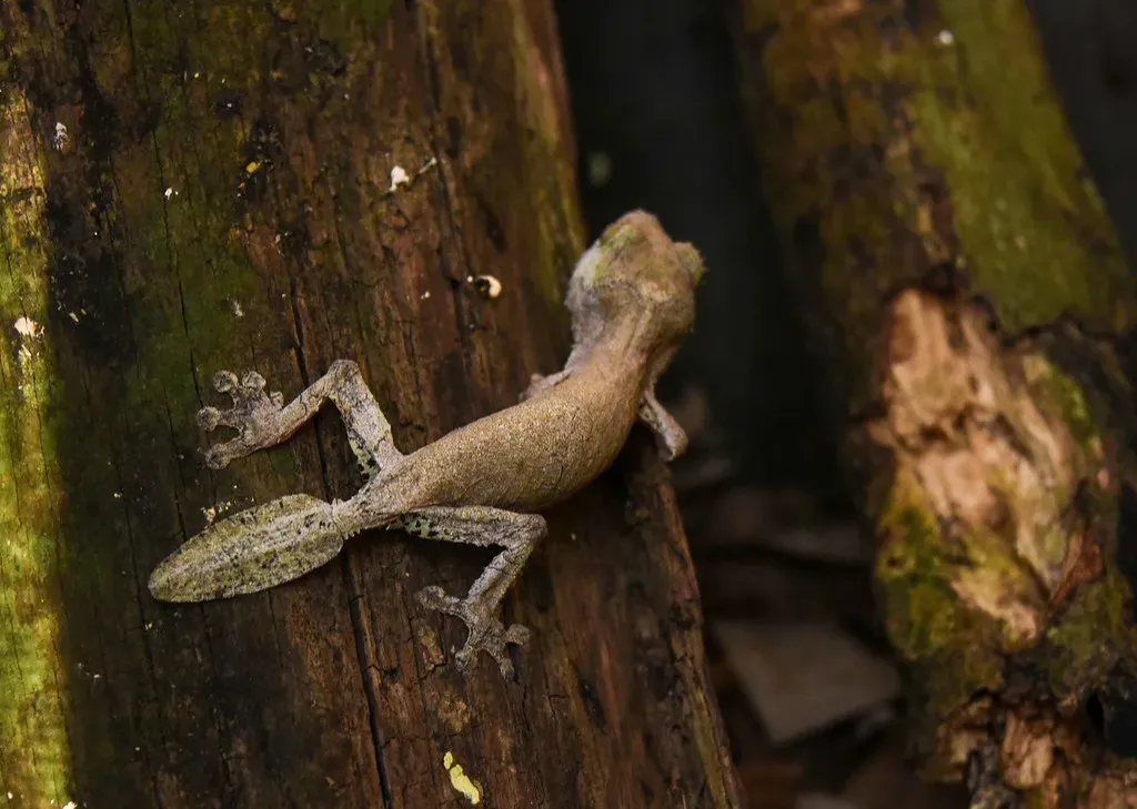The Leaf-Tailed Gecko That Vanishes Into the Forest (Image Credits: Flickr)