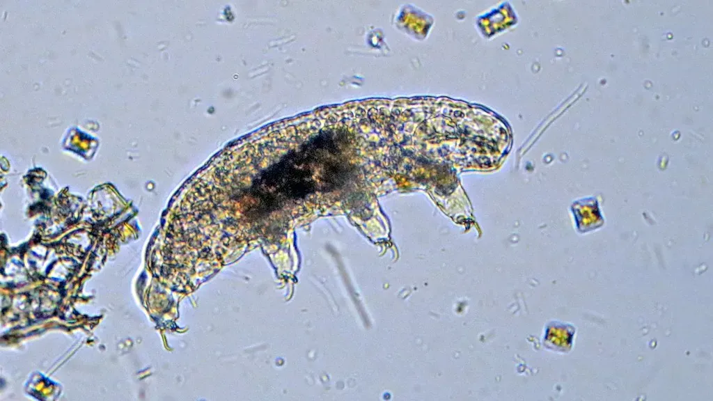 4. Tardigrades: The Nearly Indestructible Water Bears (Philippe Garcelon, Flickr, CC BY 2.0)