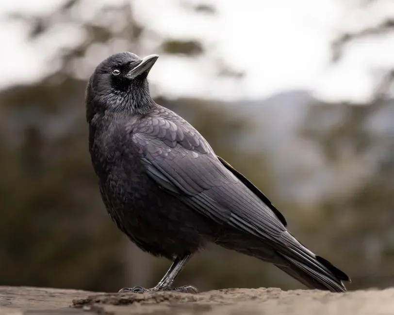 Why This Changes How You See Animal Minds (Image Credits: Pexels)