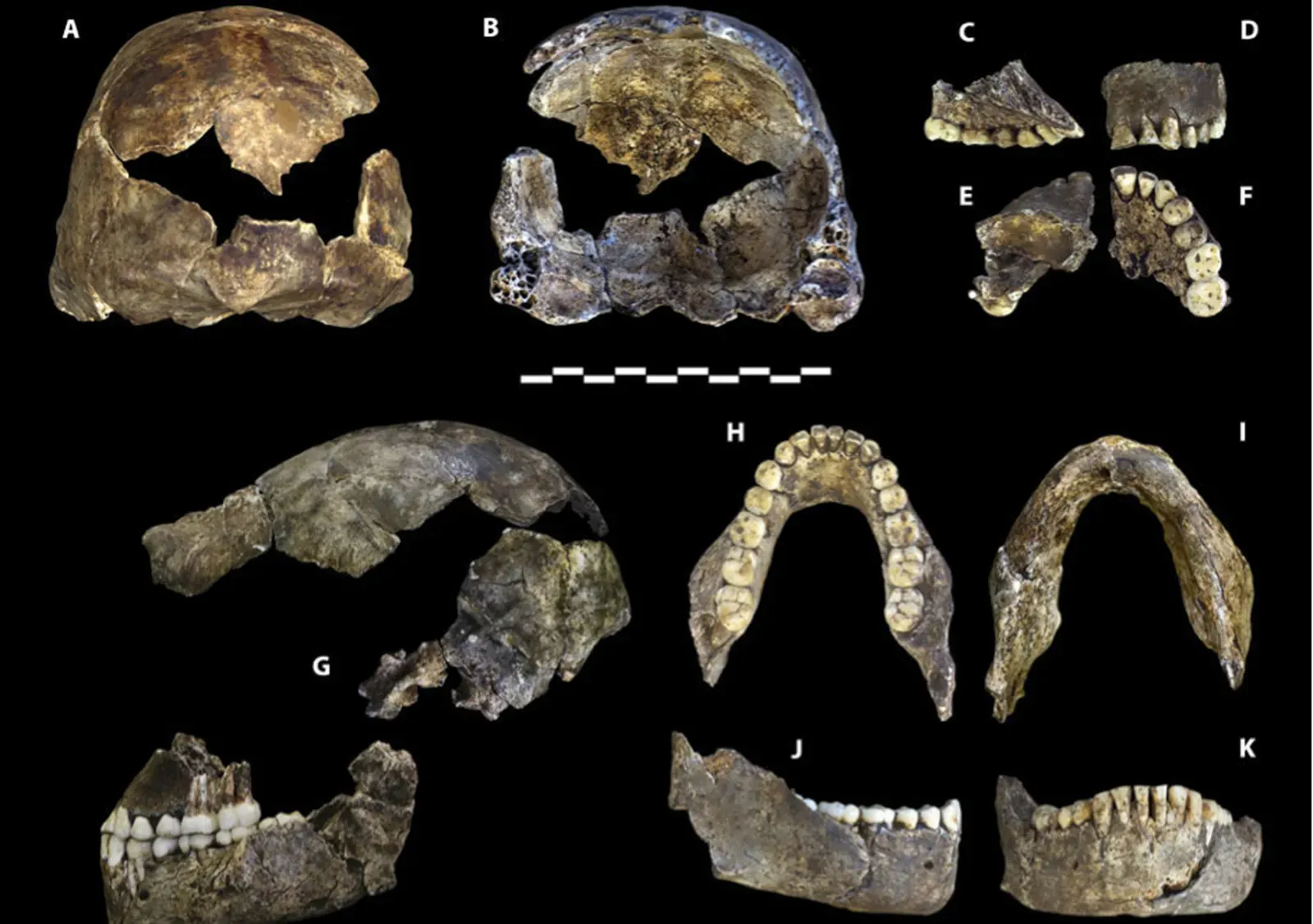 Homo naledi: A Puzzling Human Relative in the Wrong Place and Time (Image Credits: Wikimedia)