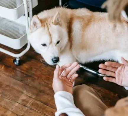 Your Dog’s “Bad Person Radar” Is Real - But Not Perfect (Image Credits: Pexels)