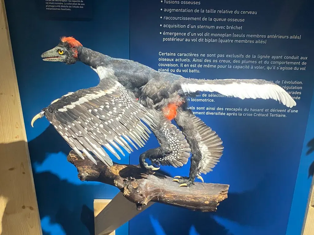Why Feathers Evolved Before Flight (Image Credits: Flickr)