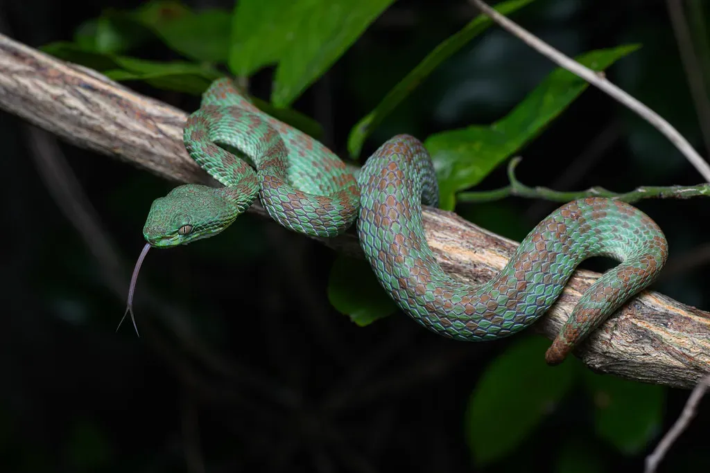 7. Pit Viper Snake - Built-In Thermal Imaging (Rushen!, Flickr, CC BY-SA 2.0)