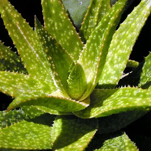 Aloe Vera: The Drought Specialist (Image Credits: Flickr)