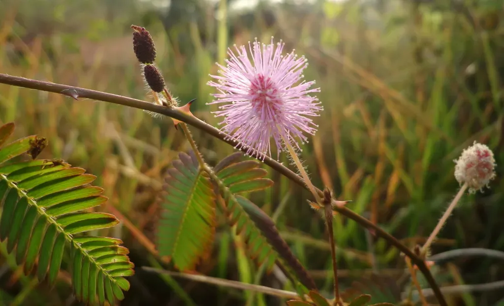 Do Plants Learn From Experience? (Image Credits: Flickr)