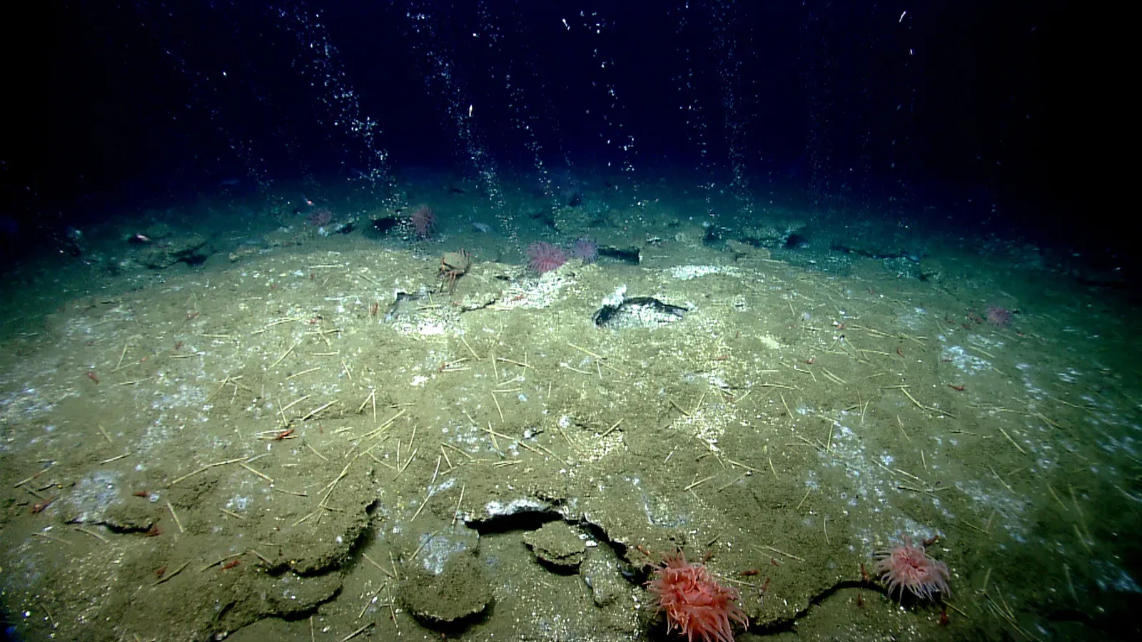 Cold Seeps and Methane Vents (Image Credits: Wikimedia)