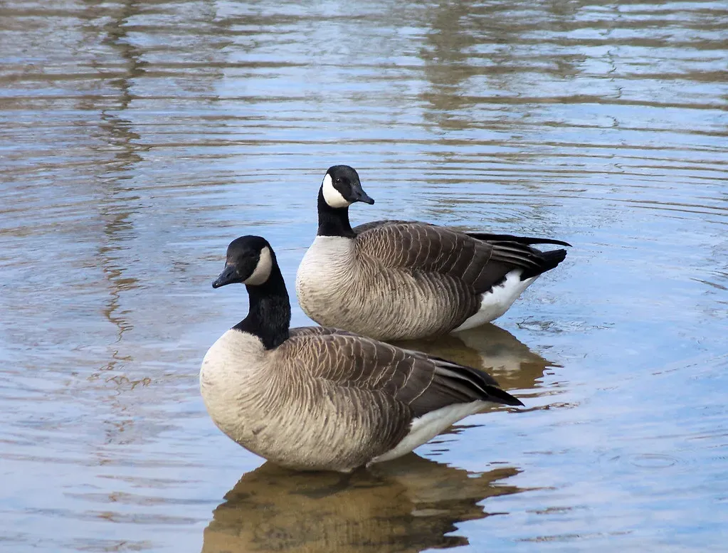 Conclusion: Seeing Geese with New Eyes (Jo Naylor, Flickr, CC BY 2.0)