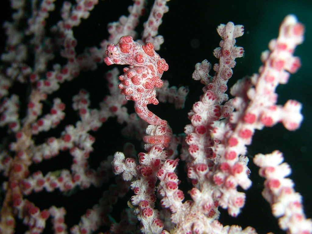 Pygmy Seahorse: The Accidental Discovery (Image Credits: Flickr)