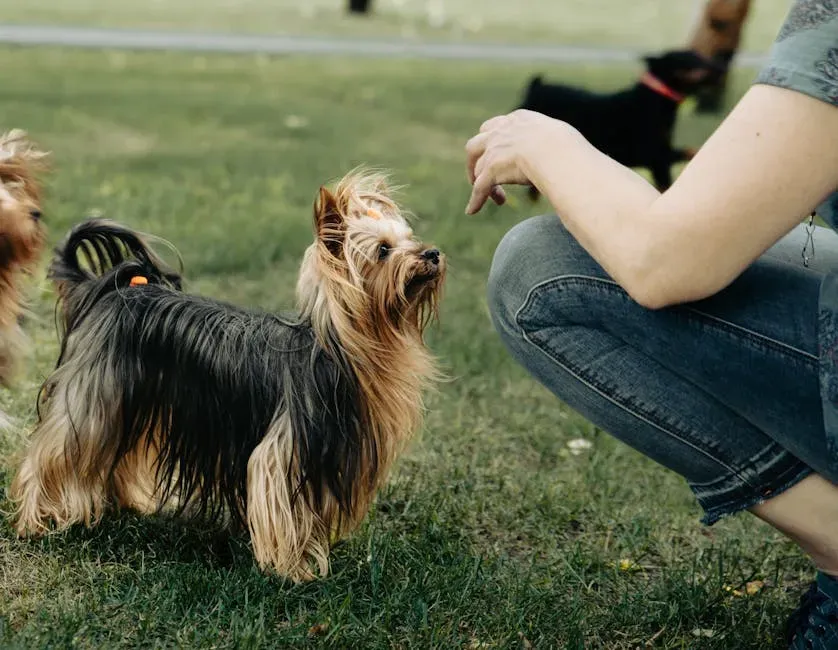 Yorkshire Terrier: The Spunky Little Learner (Image Credits: Pexels)