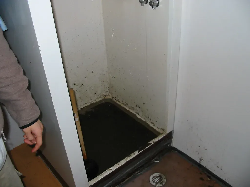 Damp Drains and Forgotten Areas Breeding Trouble (Image Credits: Flickr)