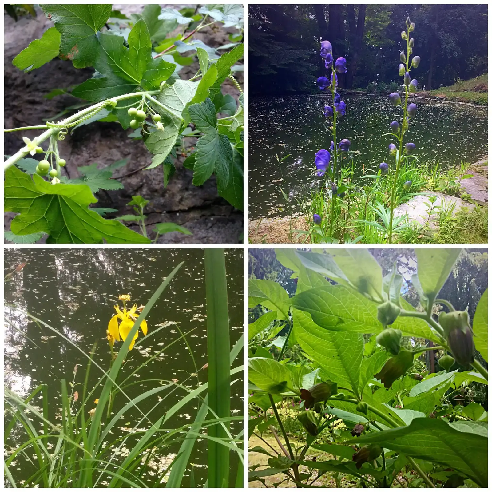 Green Chemical Warfare: Toxins, Bitterness, and Slow Poison (Image Credits: Wikimedia)