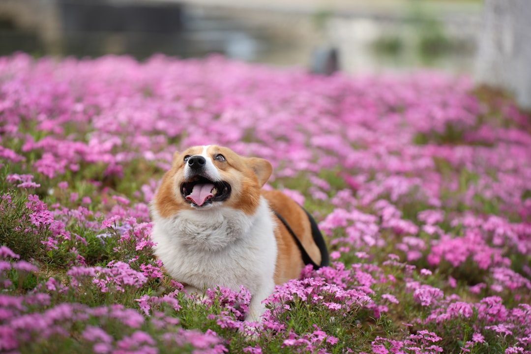 They Show Excitement That Reaches Peak Levels When You Return (Image Credits: Unsplash)