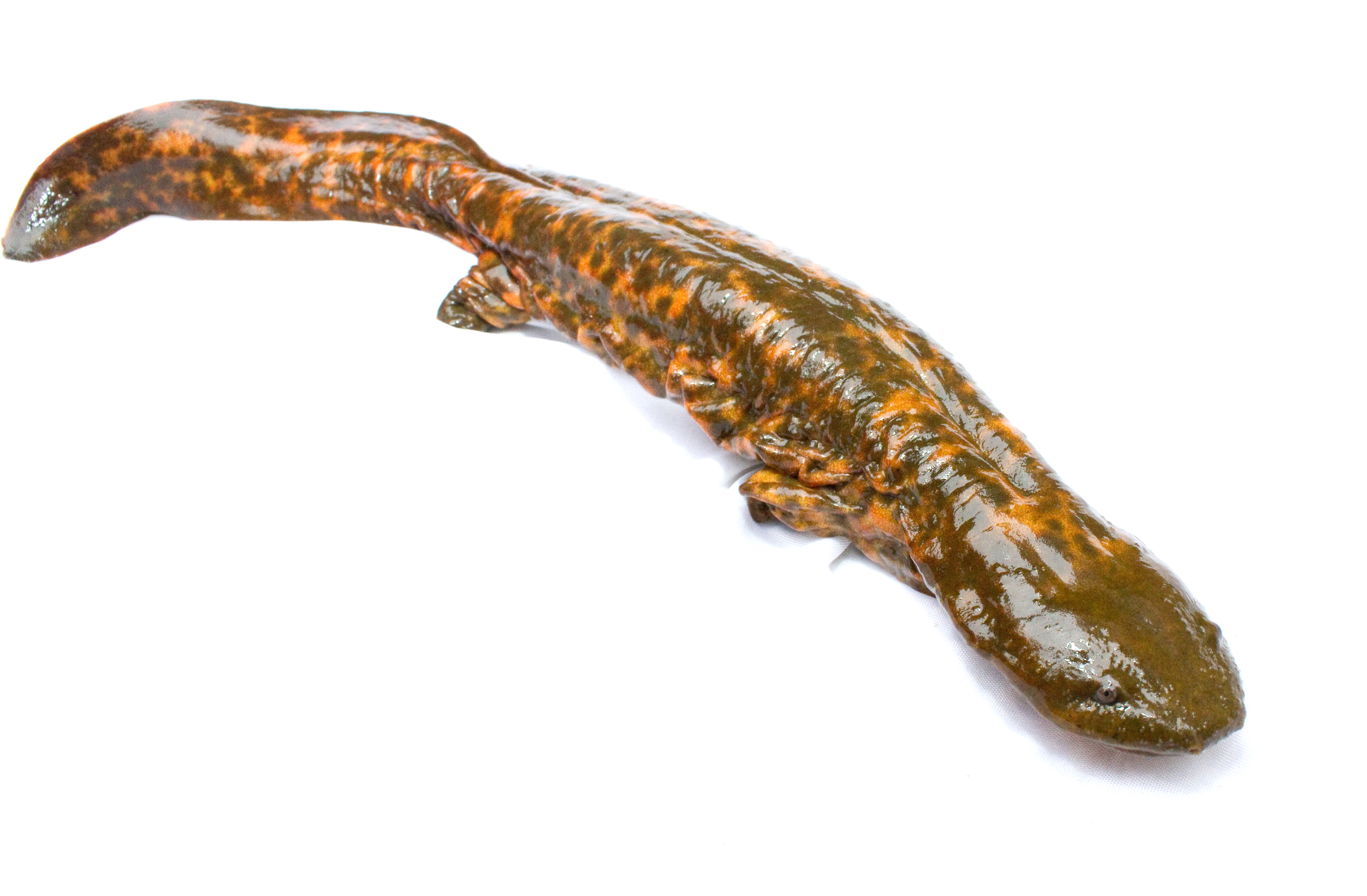 Missouri’s River Lab: Ozark Hellbender Head‑Start (Image Credits: Wikimedia)