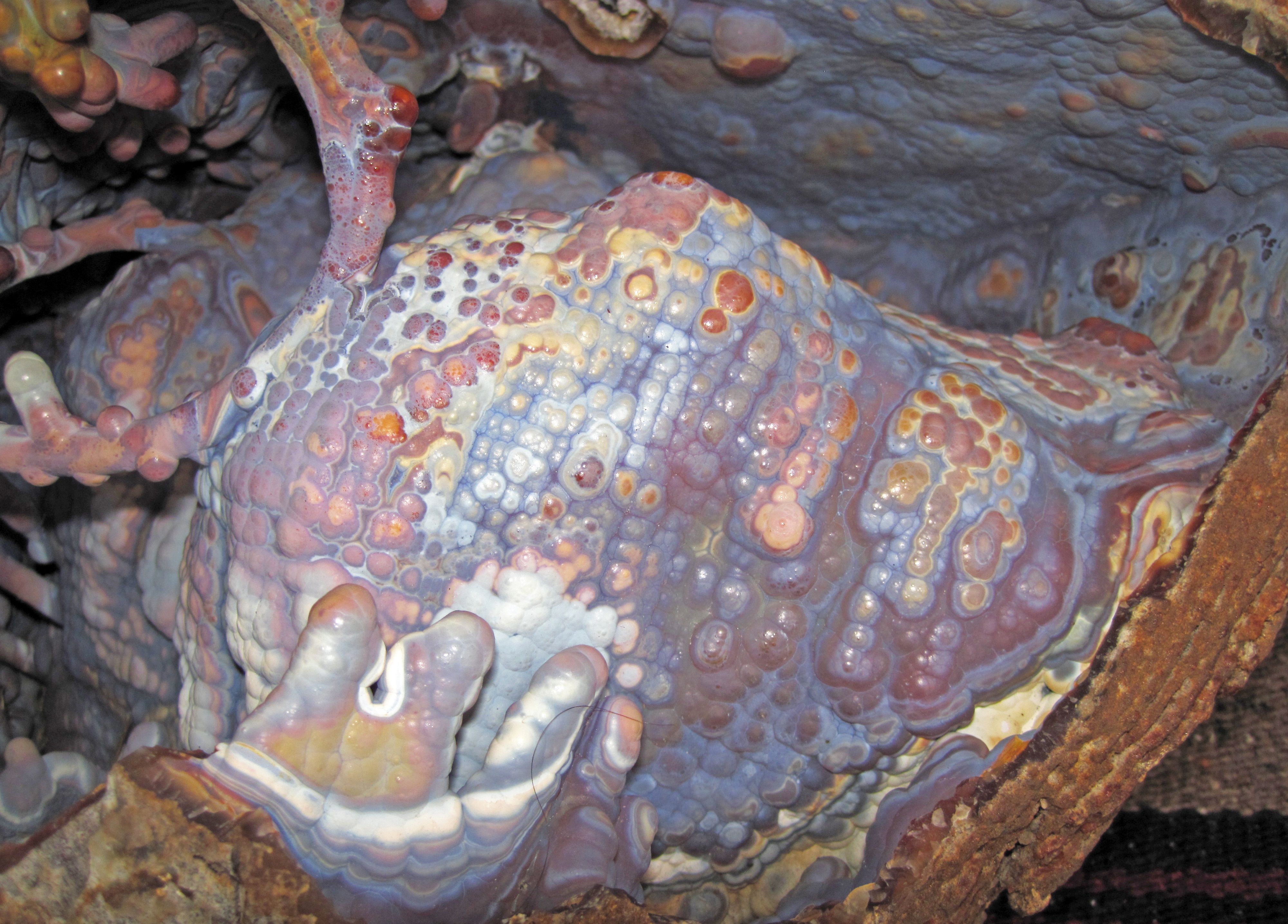 Lessons from Deep Time: What Ancient Climate Crises Teach Us (Image Credits: Wikimedia)