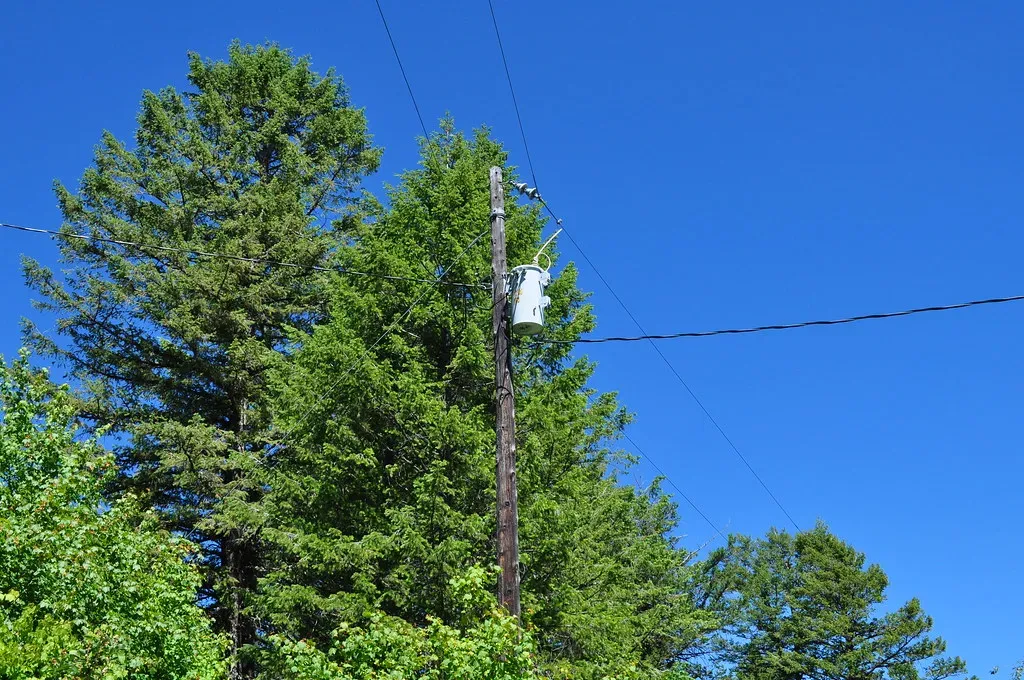 Why This Research Matters: Resilient Forests, Smarter Cities, and Better Homes (Image Credits: Flickr)